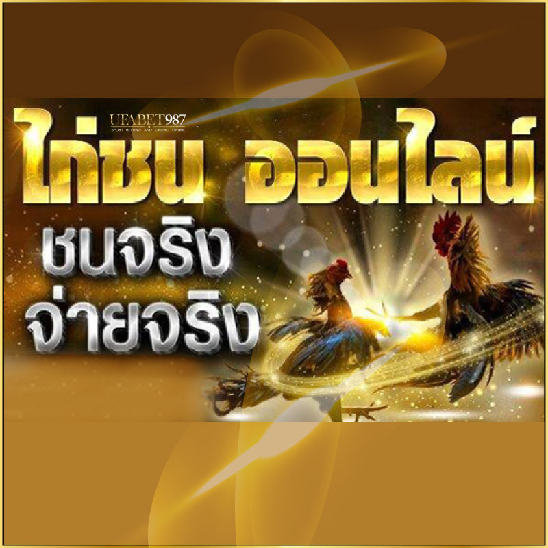 พนันไก่ชนออนไลน์-ufabet987